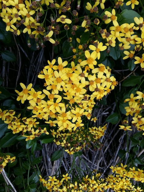 사진 노란색 꽃이 피는 식물 들 의 클로즈업