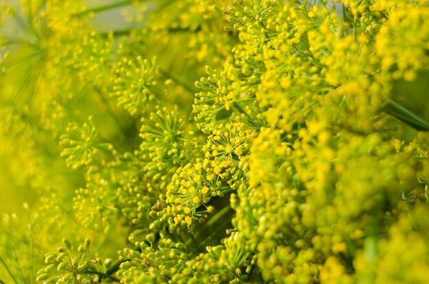 写真 黄色い花の植物のクローズアップ