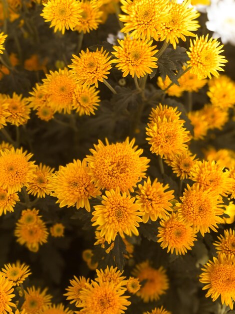 写真 黄色い花の植物のクローズアップ