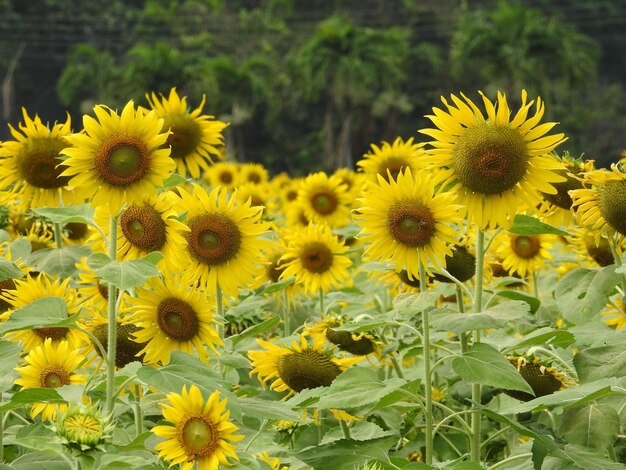 写真 畑でく黄色い花のクローズアップ