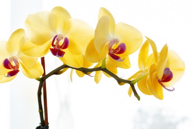 Фото Крупным планом желтых цветов орхидеи