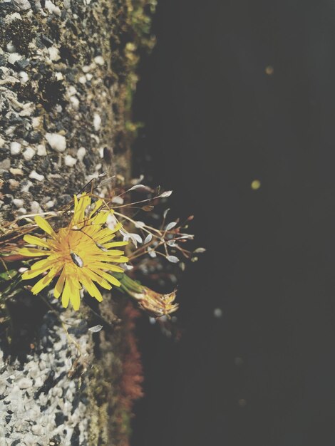 写真 黄色い花のクローズアップ