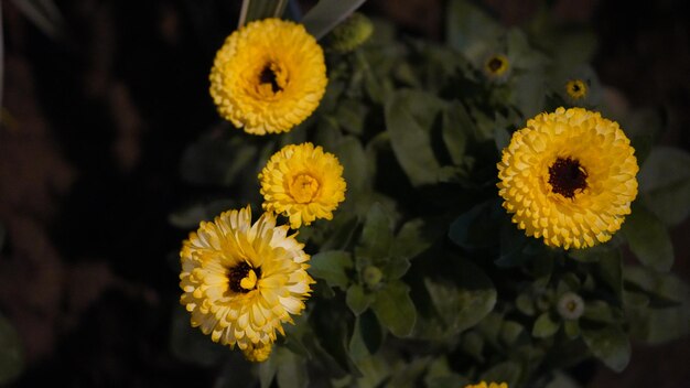 写真 黄色い花のクローズアップ