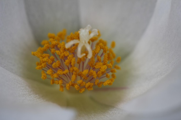 写真 黄色い花のクローズアップ