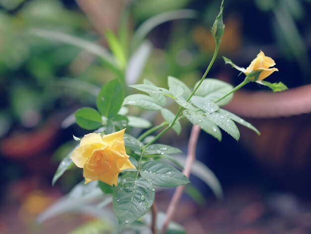 写真 黄色い花のクローズアップ