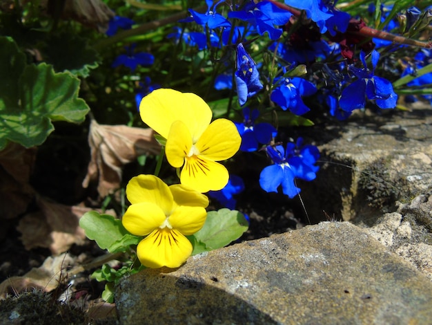 写真 黄色い花のクローズアップ