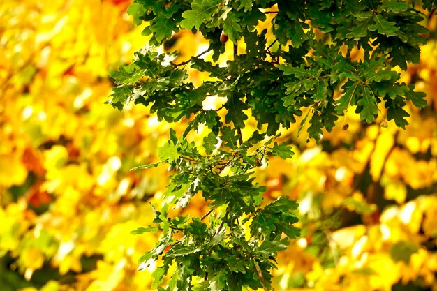 写真 植物の黄色い葉のクローズアップ