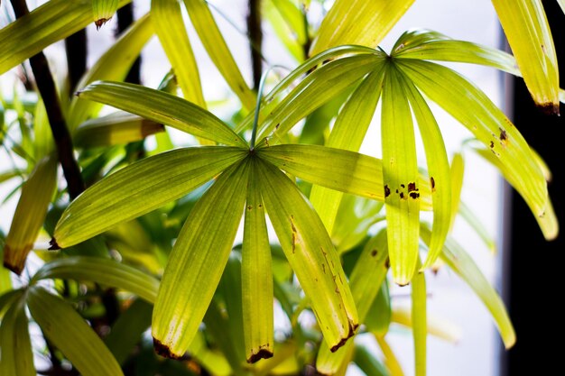 写真 木の黄色い葉のクローズアップ