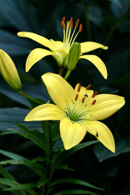 Фото Близкий план желтой лилии, цветущей на открытом воздухе