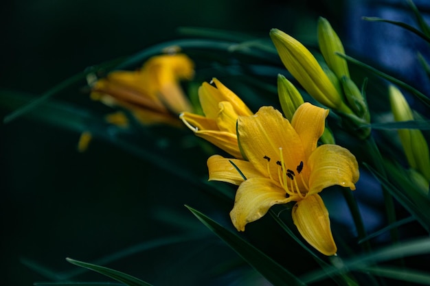 写真 植物 の 上 の 黄色い ライリー の クローズアップ