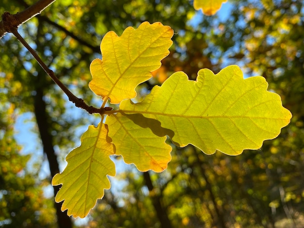 Фото Близкий план желтых кленовых листьев на дереве