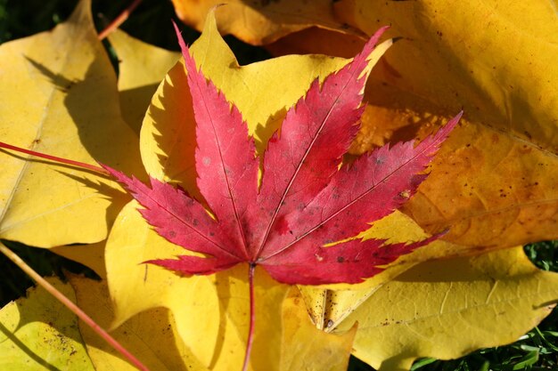 Фото Близкий взгляд на желтые кленовые листья