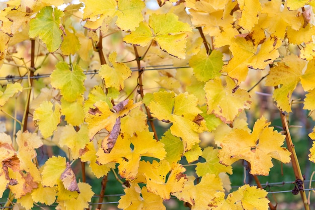 Фото Близкий взгляд на желтые кленовые листья