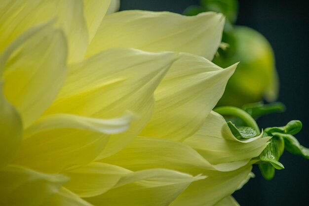 写真 黄色いバラの花のクローズアップ