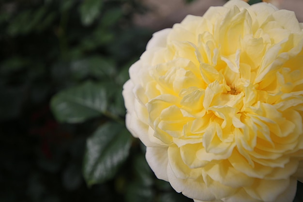 Фото Ближайший план желтого цветка розы
