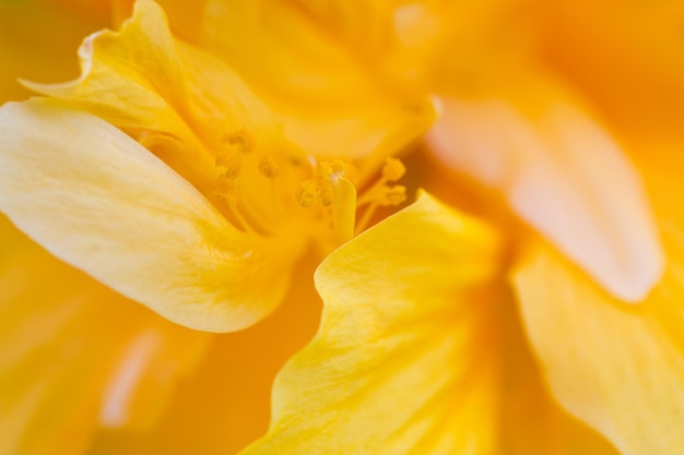 Фото Близкий взгляд на желтый цветок розы