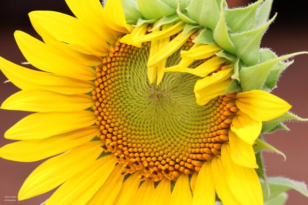 写真 黄色い紫陽花のクローズアップ