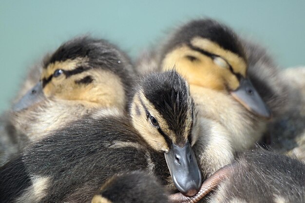 写真 若い鳥のクローズアップ