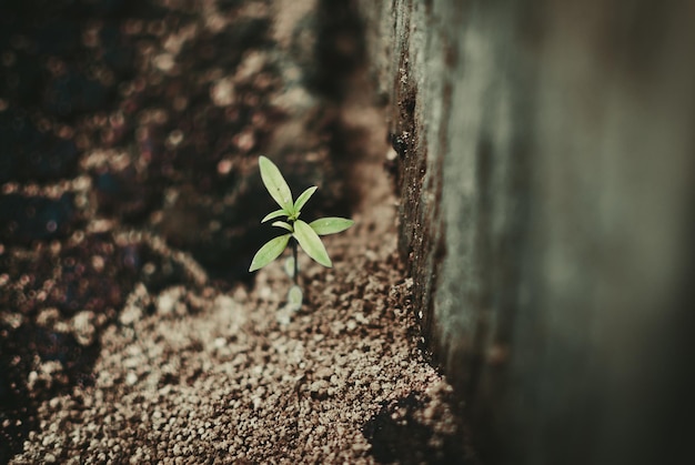 写真 外で育つ若い植物のクローズアップ