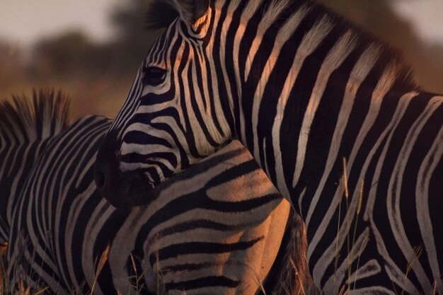Фото Близкий снимок зебры, стоящей на открытом воздухе