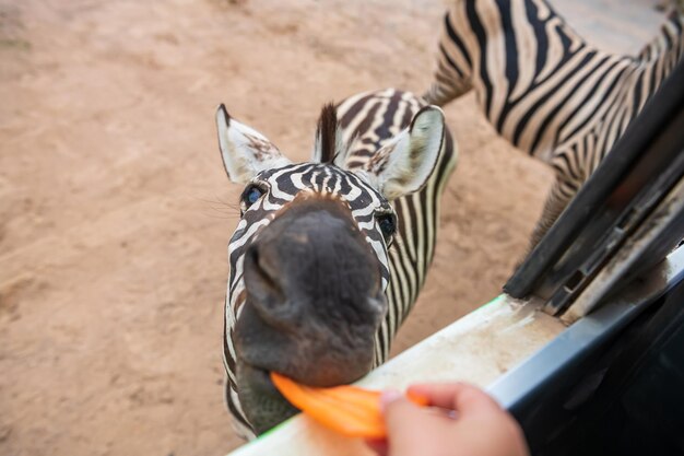 写真 ゼブラのクローズアップ