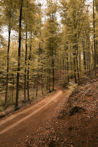 A close up of and offroad forest pathway with blurred background in summer Concept photo of summer adventures in woods