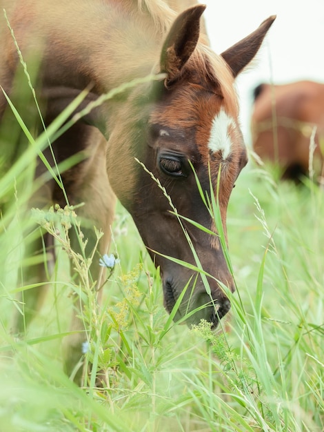 Photo close-up ofhorse on grass