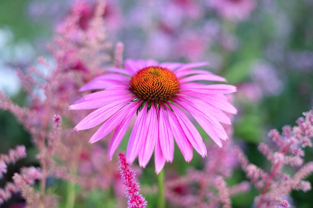 Close up oh echinacea