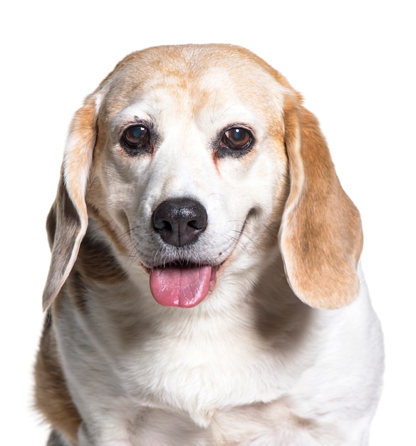 Close-up of a old Beagle Dog panting