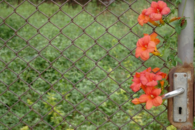 古いドアとケージはオレンジ色の花を閉じる