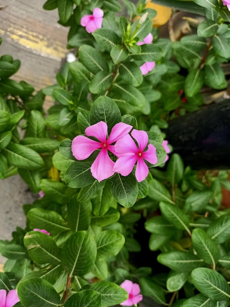 Photo close up of old maid plant with pink flowers