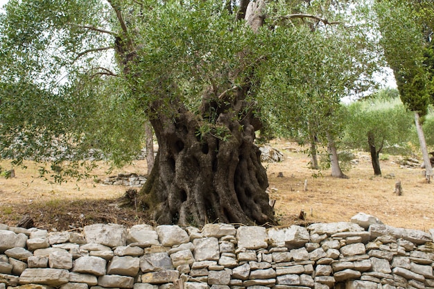 Close-up on old olive tree in the garden. Greece.