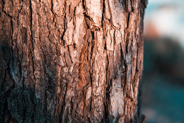 Close up an old tree bark on a  of autumn forest.