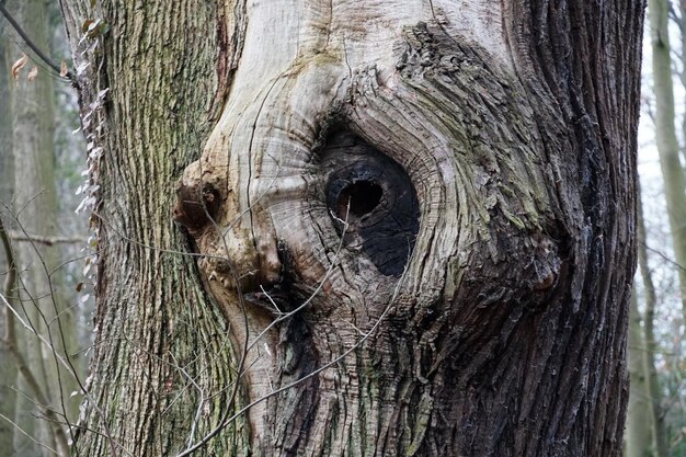 Close up of old tree bark