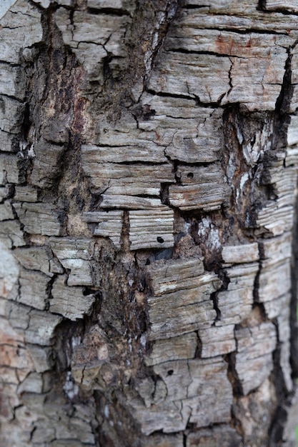 Primo piano di un vecchio albero e corteccia sgretolata