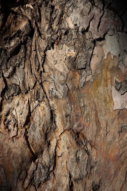 Close up old wooden texture