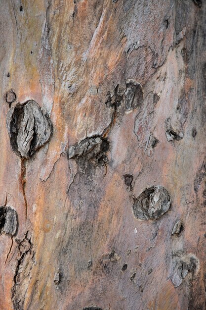 Close up old wooden texture