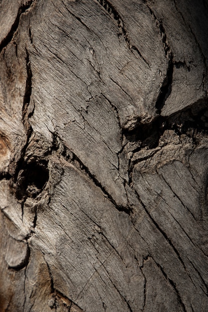 Close up old wooden texture