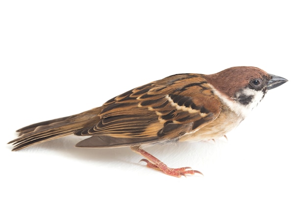 Close-up of Old World sparrows bird