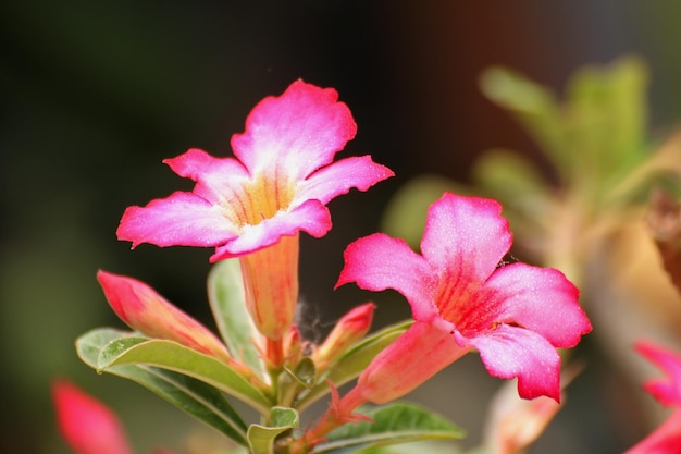 オレアンダー の 花 の 植物 の クローズアップ
