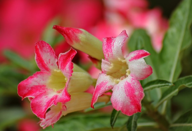 オレアンダー の 花 の 植物 の クローズアップ