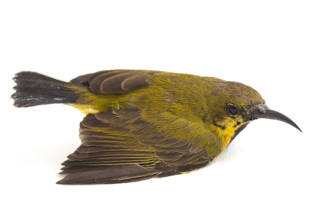 Close-up of olive-backed sunbird