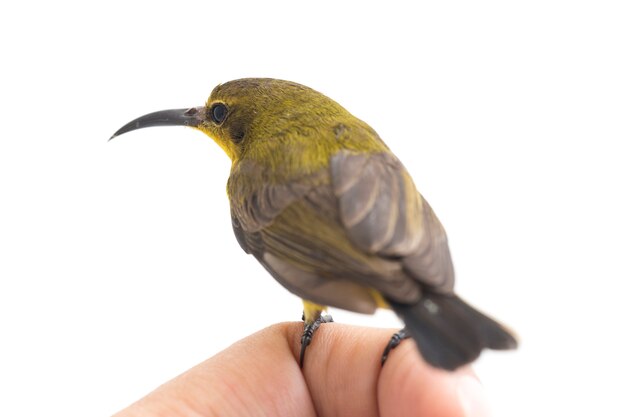 Close-up of olive-backed sunbird