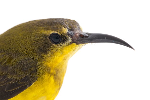 Close-up of olive-backed sunbird