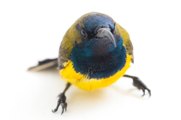 Close-up of an Olive-backed sunbird