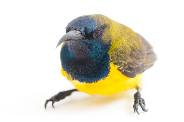 Close-up of an Olive-backed sunbird