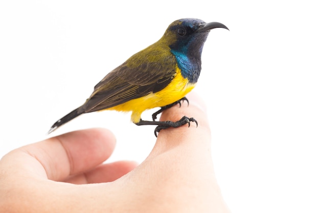 Close-up of an Olive-backed sunbird