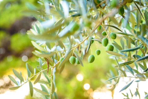 Close-up of olives growing on tree