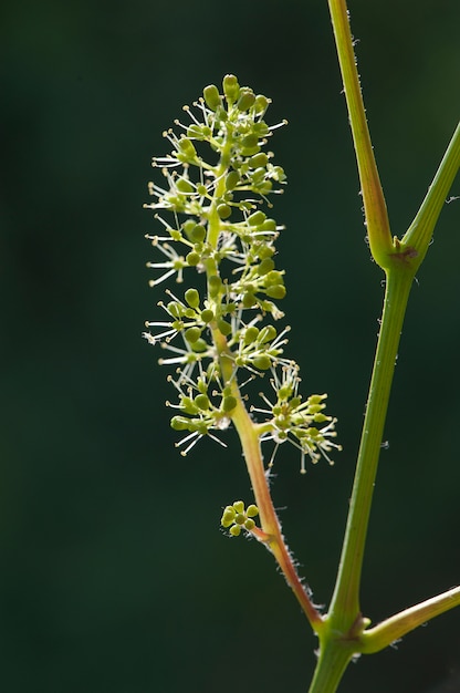 ブドウの花のクローズアップ、ブドウの初期の発達