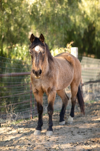 写真 自然の中で馬にクローズアップ